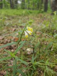 Attēlu rezultāti vaicājumam “Melampyrum pratense”