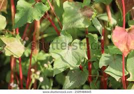 Attēlu rezultāti vaicājumam “Fagopyrum esculentum fruit”