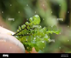 Attēlu rezultāti vaicājumam “Scapania undulata”