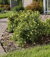 Attēlu rezultāti vaicājumam “Pentaphylloides fruticosa”