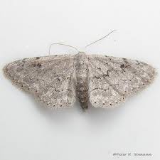 Attēlu rezultāti vaicājumam “Idaea sylvestraria”