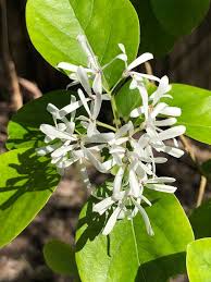 Attēlu rezultāti vaicājumam “Chionanthus virginicus flower”