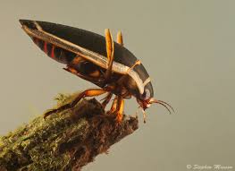 Attēlu rezultāti vaicājumam “Dytiscus sp.”