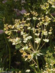 Attēlu rezultāti vaicājumam “Euphorbia virgata flower”
