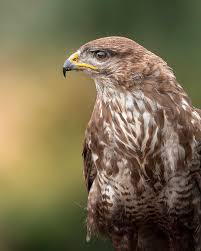 Attēlu rezultāti vaicājumam “Buteo buteo”