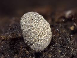 Attēlu rezultāti vaicājumam “Badhamiopsis ainoae macro”