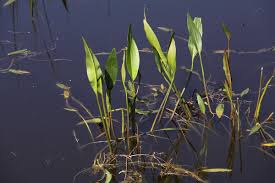 Attēlu rezultāti vaicājumam “Alisma plantago-aquatica”