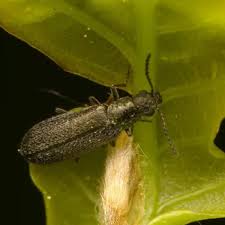 Attēlu rezultāti vaicājumam “Dasytes sp.”