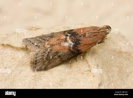 Attēlu rezultāti vaicājumam “Sciota adelphella”