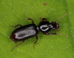 Attēlu rezultāti vaicājumam “Clivina fossor”