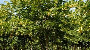 Attēlu rezultāti vaicājumam “Tilia platyphyllos subsp. platyphyllos”