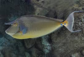 Image result for Naso unicornis