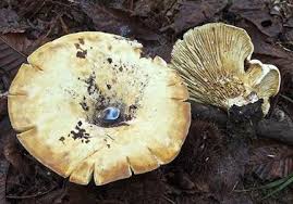 Attēlu rezultāti vaicājumam “Lactarius bertillonii”