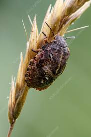 Attēlu rezultāti vaicājumam “Eurygaster testudinaria nymph”