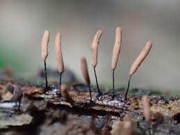 Attēlu rezultāti vaicājumam “Stemonitis axifera var. smithii macro”