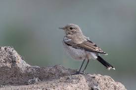 Attēlu rezultāti vaicājumam “Oenanthe oenanthe juvenile”