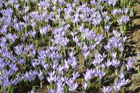 Attēlu rezultāti vaicājumam “Crocus vernus subsp. vernus”