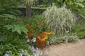 Attēlu rezultāti vaicājumam “Glyceria maxima fruit”