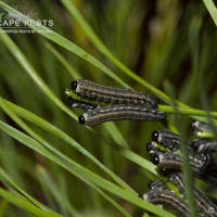 Attēlu rezultāti vaicājumam “Neodiprion sertifer larva”