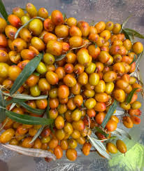 Attēlu rezultāti vaicājumam “Hippophae rhamnoides fruit”
