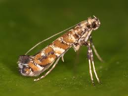 Attēlu rezultāti vaicājumam “Gracillaria syringella imago”