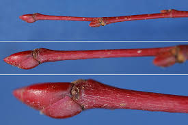 Attēlu rezultāti vaicājumam “Tilia x vulgaris”