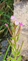 Attēlu rezultāti vaicājumam “Epilobium parviflorum”