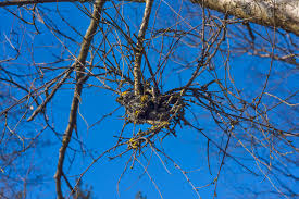 Attēlu rezultāti vaicājumam “Taphrina betulina”