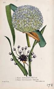 Attēlu rezultāti vaicājumam “Allium scorodoprasum”