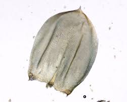 Attēlu rezultāti vaicājumam “Pseudoscleropodium purum”