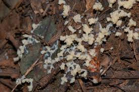 Attēlu rezultāti vaicājumam “Fuligo gyrosa spores”