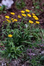 Image result for Buphthalmum salicifolium