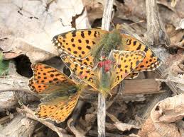 Attēlu rezultāti vaicājumam “Issoria lathonia underside”
