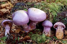 Attēlu rezultāti vaicājumam “Cortinarius traganus”