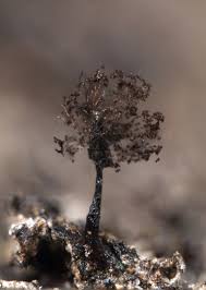 Attēlu rezultāti vaicājumam “Paradiacheopsis rigida”