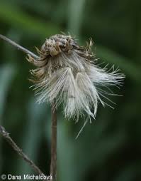 Attēlu rezultāti vaicājumam “Cirsium palustre fruit”