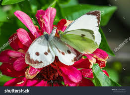 Attēlu rezultāti vaicājumam “Pieris brassicae male”