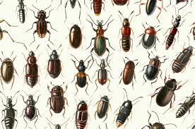 Attēlu rezultāti vaicājumam “Coleoptera”