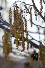 Attēlu rezultāti vaicājumam “Alnus glutinosa female flower”