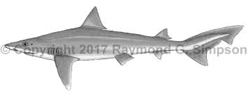 Image result for Galeorhinus galeus