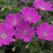 Image result for Geranium `Sandrine`