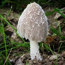 Attēlu rezultāti vaicājumam “Lycogala leopardinum”