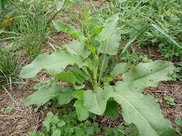 Attēlu rezultāti vaicājumam “Rumex obtusifolius”