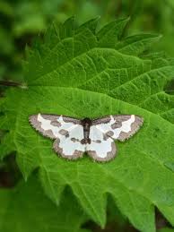 Attēlu rezultāti vaicājumam “Lomaspilis marginata”