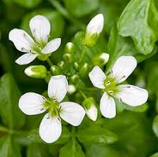 Attēlu rezultāti vaicājumam “Cardamine amara leaf”