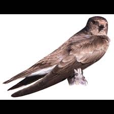 Attēlu rezultāti vaicājumam “Palustriella decipiens”