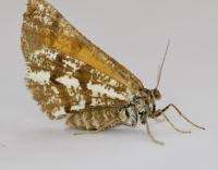 Attēlu rezultāti vaicājumam “Bupalus piniaria male”