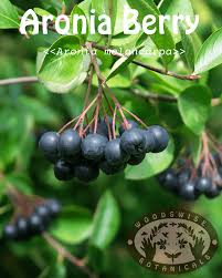 Attēlu rezultāti vaicājumam “Aronia melanocarpa fruit”