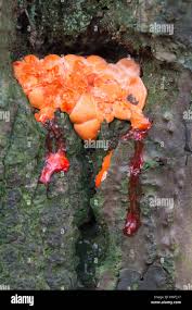 Attēlu rezultāti vaicājumam “Lycogala roseosporum”