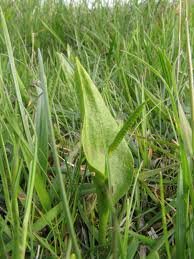 Attēlu rezultāti vaicājumam “Ophioglossum vulgatum”